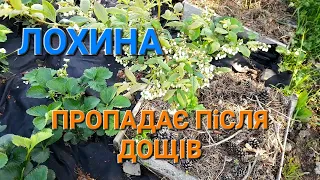 Пропадає Лохина що робити/// Вирощування Лохини в домашніх умовах@Dacha_Sad_Gorod