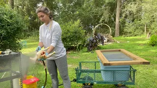 Simple Chicken Butchering Set Up