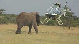 Elephant versus Helicopter