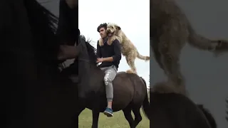 Russian SuperDOG😂 inst:aidarqo👌 #shorts #dog #horse