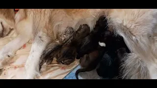 Husky Puppies First Meal 🤤 Like Share Subscribe