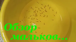 Обзор мальков на разводне Пересадка рыбок в просторный аквариум Сортировка рыбок