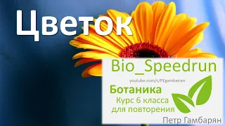 7. Цветок (Speedrun ботаника 6 класс, ЕГЭ, ОГЭ 2021)