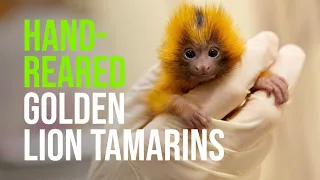 Auckland Zoo successfully hand-rears golden lion tamarin twins!