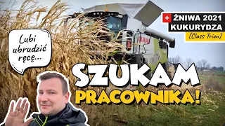 SZUKAM PRACOWNIKA ! + ŻNIWA KUKURYDZA 2021 (CLAAS TRION)