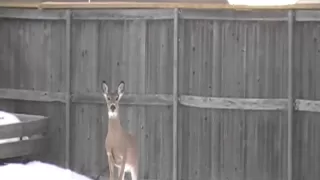 Deer jumps 6 foot  fence... barely