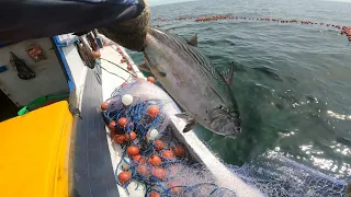 Dikira kawanan ikan kuwe ternyata kawanan ikan ini