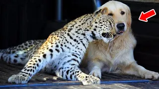 The Mother Dog Saved A Leopard Cub From The Snow, Years Later Something Amazing Happened！