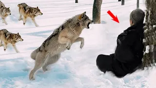 Wolves Surrounded The Wounded Guy, He Thought It Was The End, But The Incredible Happened..