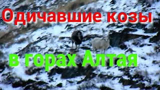 Одичавшие козы в горах Алтая