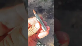 .243 Winchester Vs Wild Hog💥🐗 Tikka T3x #hunting #viral #shorts