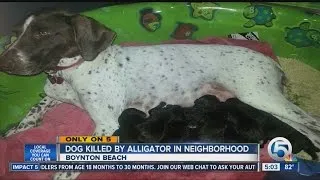 Dog killed by alligator in neighborhood