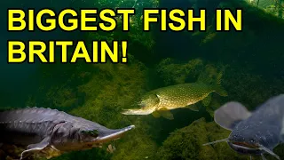 5 Biggest Freshwater Fish in UK
