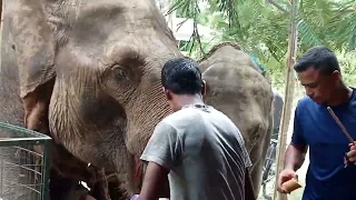 3 Elephants together at a shop