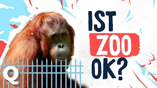 Ist es okay, Tiere im Zoo zu halten? | Quarks TabulaRasa