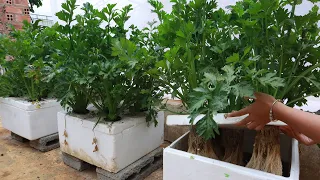 No Garden - Ideas to grow celery at home without soil