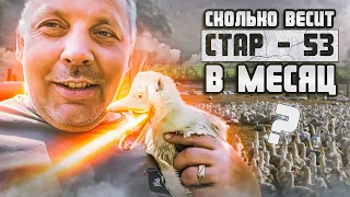 Вес утят СТАР-53 в месяц. Чем я кормлю утят с месяца? "Мое Подворье"