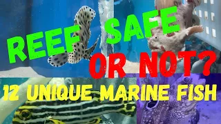 12 UNIQUE MARINE FISH - REEF SAFE, OR NOT?