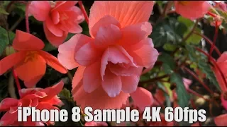 iPhone 8 Plus 4K 60FPS Video Sample