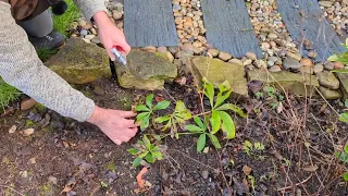 Why are there brown / black marks on my Hellebores? | www.garden.help