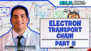 Metabolism | Electron Transport Chain: DETAILED | Part 3