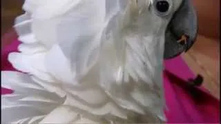 Meet Duster, the 89-year-old Umbrella-Crested Cockatoo