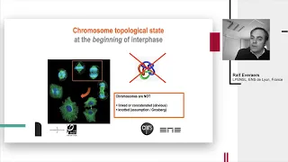 R. Everaers, "Understanding the large scale 4D Structure of the Drosophila Genome during …