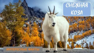 СНЕЖНАЯ КОЗА🐐/Копытные/Животные/Интересные факты