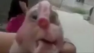 Mutant piglet born with a penis on its head in China found in Nanning