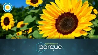 ¿Por qué giran los girasoles? (2 de 3) - Todo tiene un porqué