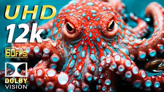 Life of the Ocean 12K ULTRA HD - 500 Marine Species with Relaxing Music and Ocean Sounds