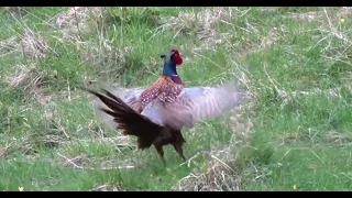 Male Pheasant.