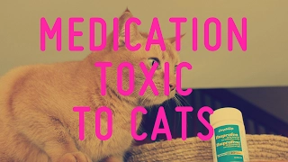 Common Medication Toxic To Cats