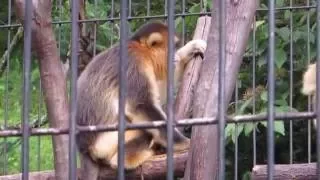 China-Hubei Shennongjia Golden Monkeys Sanctuary