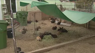 Mar Vista man accused of being a 'bunny hoarder' by local rabbit rescues