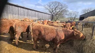 To wet to turn out to field