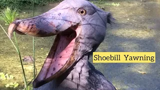 Shoebill Yawning | Intimidating and Fascinating Bird
