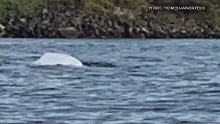 Beluga whale spotted in the Puget Sound for the first time in 80 years