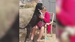 Dog, newly adopted from Albuquerque shelter, saves owner