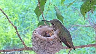 Olive Nurtures Her Baby Hummingbird Chicks with Tender Care 🌿🕊️ #babyhummingbird #hummingbird