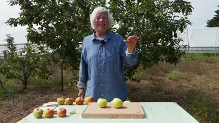 Harvesting Apples...How to Tell When They are Ripe.  Yummm!