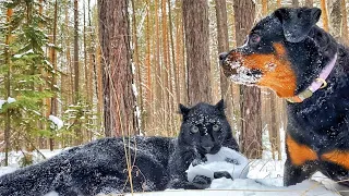 The first Walk in 2022 😸🎄 / wild games of panthers and dogs with a New Year's gift 😈 Luna the panter