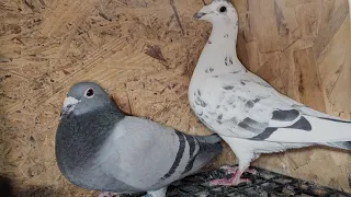 Pigeons Breeding pairs for 2024/ Perechile de porumbei pentru 2024