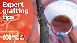 Topworking - how to graft multiple fruit to grow on one tree | Gardening Australia