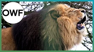 How loud is a Lion's ROAR? | Earth Unplugged