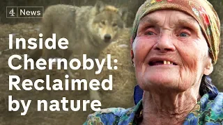 Inside Chernobyl: How nature copes with radiation (2015)