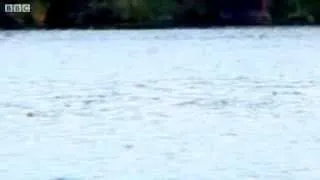 African tigerfish catch swallows in flight