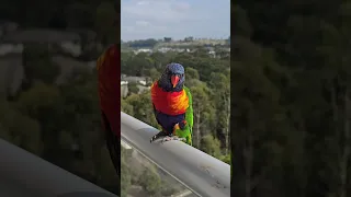 Rainbow Lorikeet on my Balcony.  Campbelltown Australia.