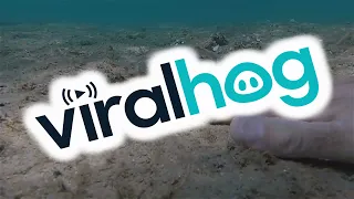 Shaking Hands With an Octopus || ViralHog