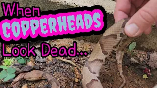 When Copperheads look dead...